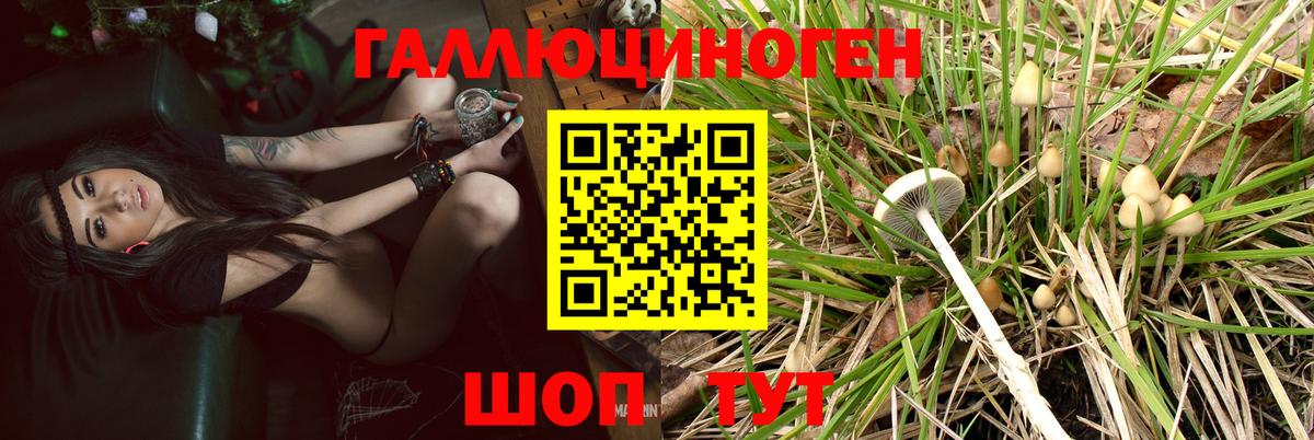 Галлюциногенные грибы Psilocybe Ефремов